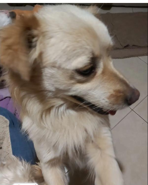 2anni kg12 sbattuto fuori casa dai padroni! Reggio Calabria  Foto 4